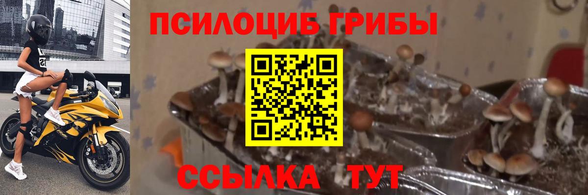 Усть-Илимск  Псилоцибиновые грибы Cubensis  закладка  Вход с VPN  Псилоцибиновые грибы GOLDEN TEACHER 